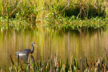 Ticolor Heron Wading