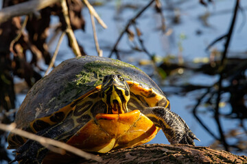 Florida Cooter on a Log