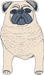 pug dog 
