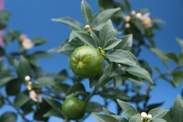 Bonsai tree of chinotto, Citrus myrtifolia, the myrtle-leaved orange tree, exotic ornamental houseplant, on blue background