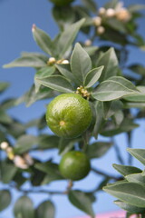 Bonsai tree of chinotto, Citrus myrtifolia, the myrtle-leaved orange tree, exotic ornamental houseplant, on blue background