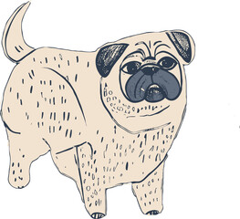 pug illustration