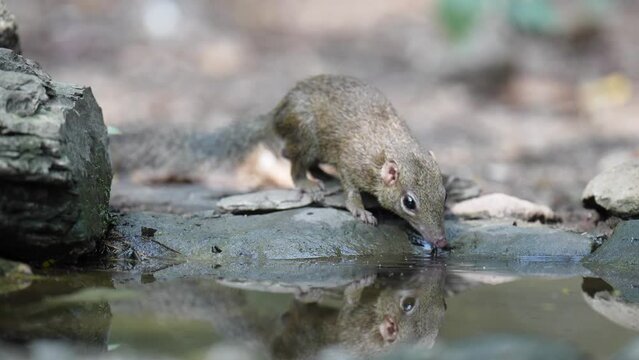Tupaia belangeri drinking water in the pond.