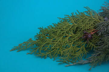 Decorative ornamental botanical composition with Cupressus,  conifers branches, on turquoise background