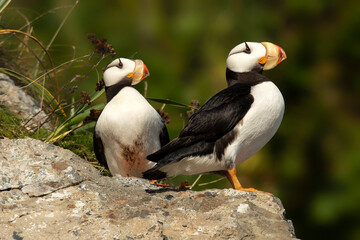 Horned puffins (Fratercula corniculata) on cliffs;  Alaska