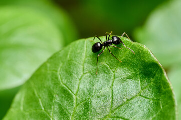 Close up view of little ant on green leaf.