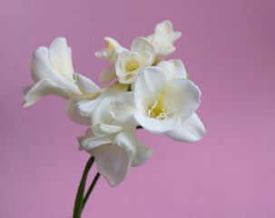 White Freesia in bloom, genus Anomatheca, on lilac pink  background