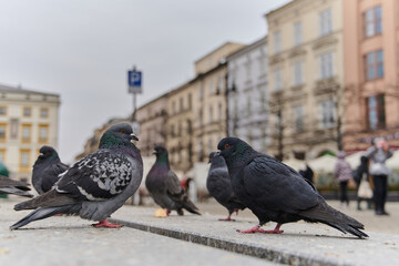Pigeons walking in center of city.