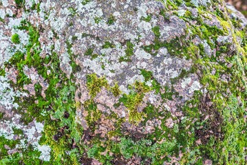 green moss background