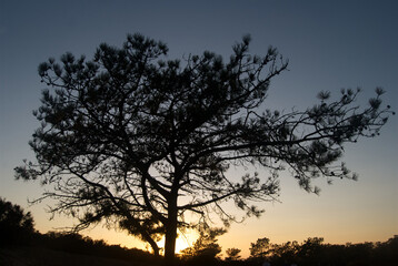 Plakat Torrey pine silhouette after sunset in Torrey Pines State Natural Reserve, La Jolla, California