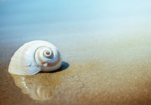 Lonely shell on the sea or ocean. Background on the theme of travel, vacation, voyage, etc.