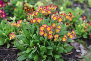 Primrose (primula vulgaris) flowers in spring garden.