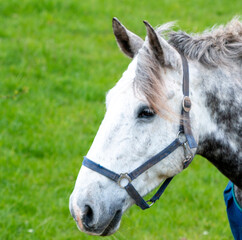 Fototapeta premium close up of a horse with a blanket