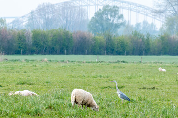 heron stands next to a sheep in a landscape in front of an old bridge construction