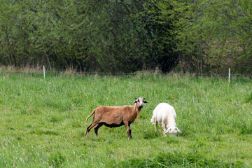 Obraz na płótnie Canvas sheep stands next to a goat in a grassy landscape