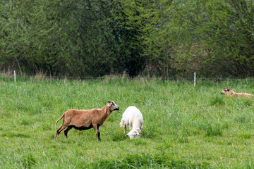 sheep stands next to a goat in a grassy landscape