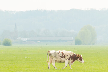 cow walks in the meadow with a dutch village with church in the background