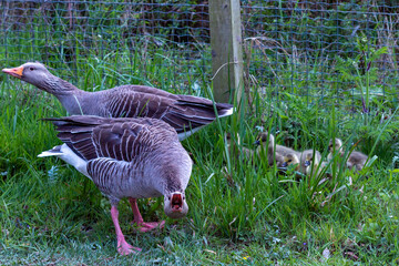 Mother duck protects his little ones and screaming agressive