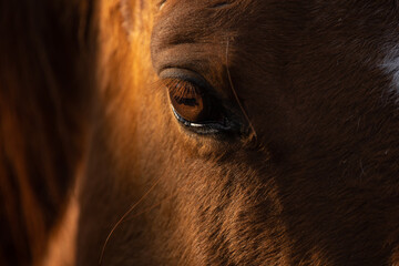 Pferdeauge © Nadine Haase