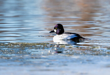 A Goldeneye duck with a deep purple head, floating close to shore in an icy lake in Colorado in the Winter.