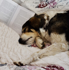 schlafender Hund mit Buch
