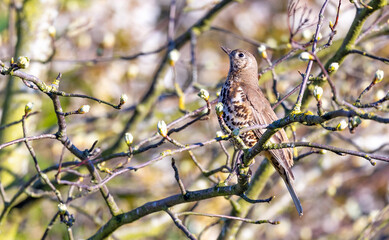 Mistle Thrush perched on a three in a rural West Yorkshire town
