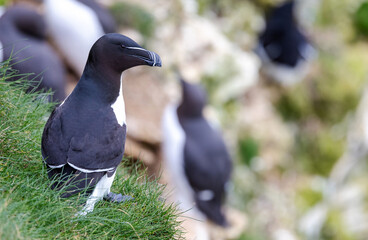 Razorbills (Alca torda), seabird that  breeds around the coast of the UK.