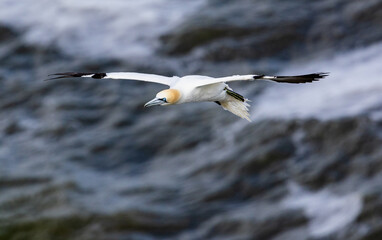 Northern Gannet (Morus bassanus) which visits UK's shorelines for breeding during summer months
