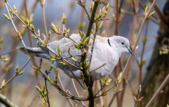 Euroasian Collard Dove perched on a tree