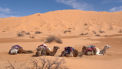 Line of dromedary camels (Camelus dromedarius) wearing saddles for a camel trek in the Sahara Desert, outside of Douz, Tunisia