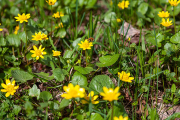 Yellow flowers opened their petals to the sun and a flying bumblebee. Yellow early spring flowers in a forest clearing. Ficaria Verna. Selective focus.