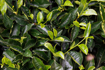 fresh young tea leaves in a mountain farm in munnar kerala close up