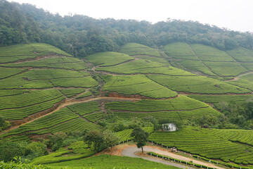 beautiful tea garden farm  with misty valley in munnar kerala