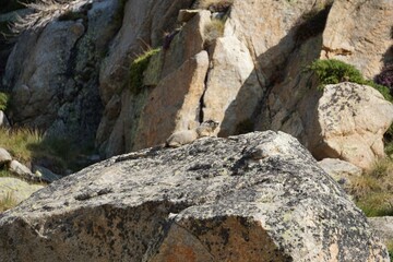 Fototapeta na wymiar Marmot sitting on a rock in the Pyrenees