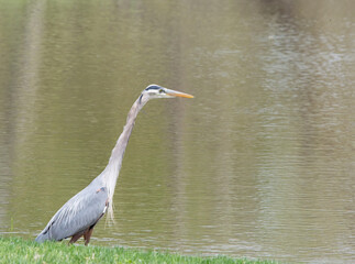 Great Blue Heron looking right