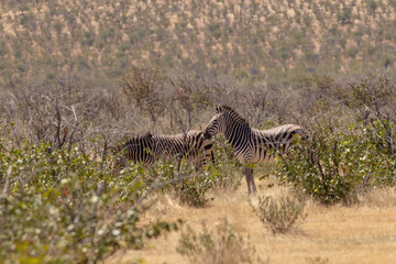 Zebra in the wild of Namibia