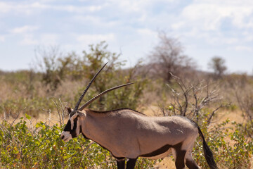 Oryx antelope in the wilderness of Etosha National Park, Namibia