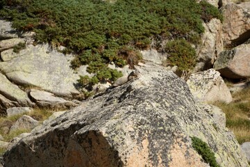 Marmot sitting on a rock in the Pyrenees