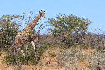Naklejka na ściany i meble giraffe in the wild of etosha