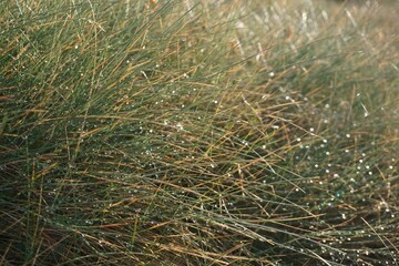 Close up of a green grass in the Pyrenees