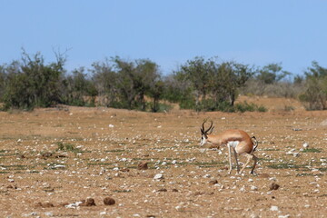 springbok defecates in the wild of Etosha
