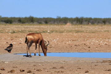 hartebeest at a water hole of etosha