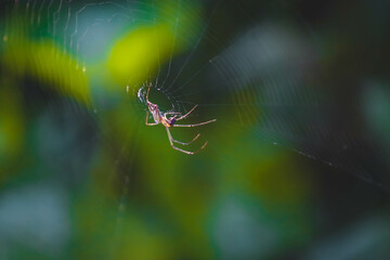 Blurred silhouette of a spider in a web on a blurred natural green background