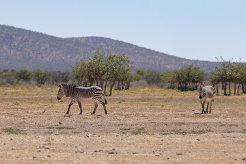 Fototapeta na wymiar Zebra in the wild of Namibia