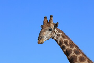 Naklejka premium portrait of a giraffe against blue sky