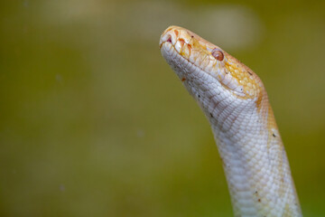 The Burmese Python is a small albino snake that is very agile in movement