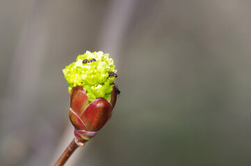 Czarna mrówka na rozwijającym się pąku wiosną. Tło pozimowe naturalne, wczesnej wiosny.