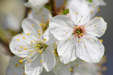 Białe kwiaty na drzewach wiosną, tło natutalne.