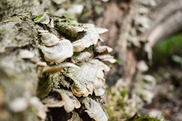 mushrooms
