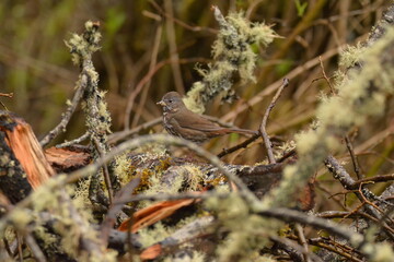Fox Sparrow on low branches